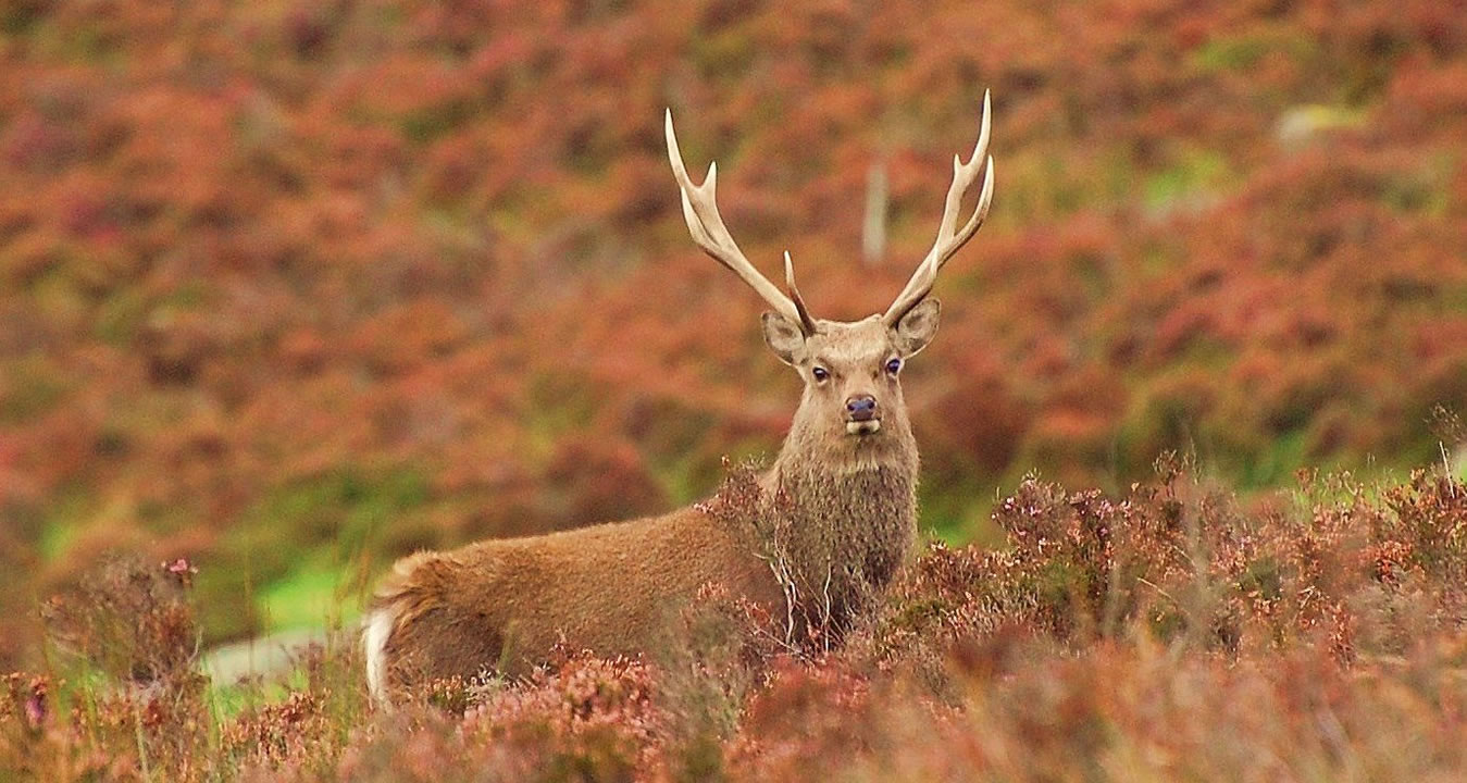 sika-stag-heather