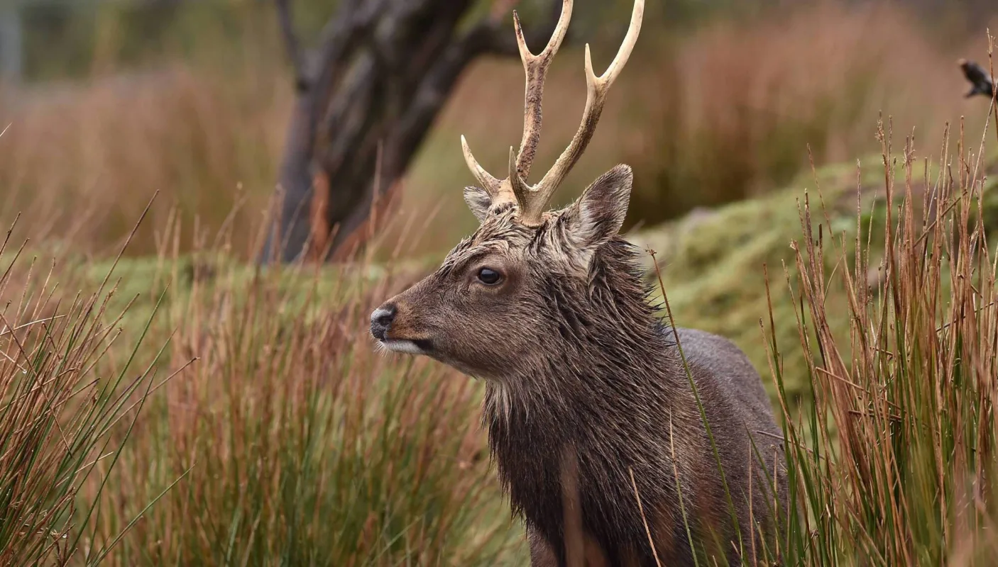 A Sika deer in North Cork. Growth in the country's deer population means a plentiful supply, and a new drive to see wild venison as a sustainable and healthy option and an alternative to intensely produced meat is gaining ground. Picture: Dan Linehan